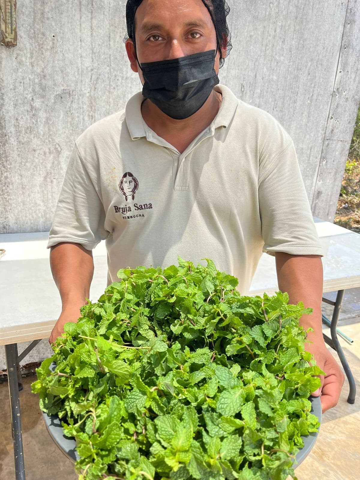 Cosecha de menta para la kombucha Bruja Sana